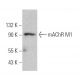 mAChR M1 Antibody (G-9) - Western Blotting - Image 362378