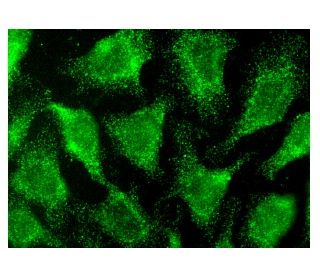 mAChR M1 Antibody (H-2) - Immunofluorescence - Image 143157 