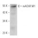 mAChR M1 Antibody (H-2) - Western Blotting - Image 362398