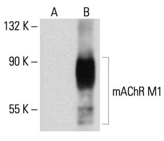 mAChR M1 (G-9): sc-365966. Western blot analysis of mAChR M1 expression in non-transfected: sc-117752 (A) and human mAChR 