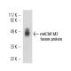 western blotting image from recommended mAChR M2 (M2-2-B3) monoclonal antibody replacement. Image 11699