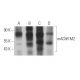 mAChR M2 Antibody (M2-2-B3) - Western Blotting - Image 368416