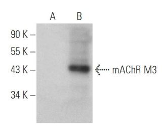 mAChR M3 Antibody (H-4) - Western Blotting - Image 395952