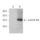 mAChR M3 Antibody (H-4) - Western Blotting - Image 395952