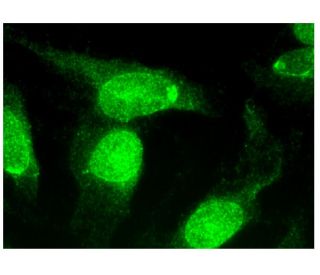 MacroH2A Antibody (C-9) - Immunofluorescence - Image 293782 