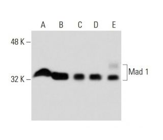 Mad 1 Antibody (C-19): sc-222