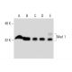 western blotting image from recommended Mad 1 (F-1) monoclonal antibody replacement. Image 134876