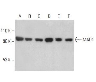 MAD1 Antibody (9B10) - Western Blotting - Image 399129 