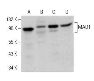MAD1 Antibody (C-5) - Western Blotting - Image 381123 