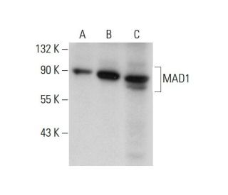 MAD1 Antibody (D-1) - Western Blotting - Image 72439 
