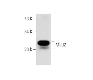 Mad2 Antibody (C-3) - Western Blotting - Image 145025