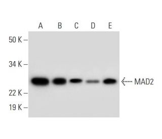 MAD2 Antibody (C-9) - Western Blotting - Image 292959 