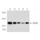 MAD2 Antibody (C-9) - Western Blotting - Image 292959 