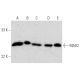 western blotting image from recommended MAD2 (C-10) monoclonal antibody replacement. Image 358462