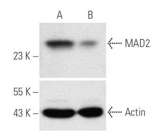 MAD2 siRNA (h): sc-35837. Western blot analysis of MAD2 expression in non-transfected control (A) and MAD2 siRNA transfect 
