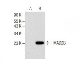 MAD2B Antibody (F-12) - Western Blotting - Image 283863
