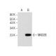 MAD2B Antibody (F-12) - Western Blotting - Image 283863