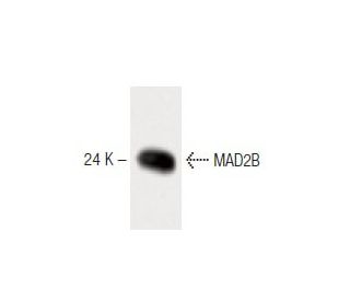 MAD2B Antibody (14) - Western Blotting - Image 60354