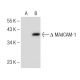 MAdCAM-1 Antibody (F-6) - Western Blotting - Image 150295 