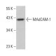 MAdCAM-1 Antibody (F-6) - Western Blotting - Image 375377