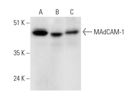 MAdCAM-1抗体(G-3) | SCBT - Santa Cruz Biotechnology