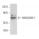 MAdCAM-1 Antibody (MECA-367) - Western Blotting - Image 10899 