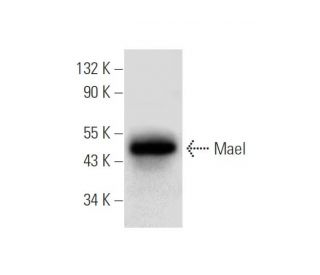 Mael Antibody (H-1) - Western Blotting - Image 309471 