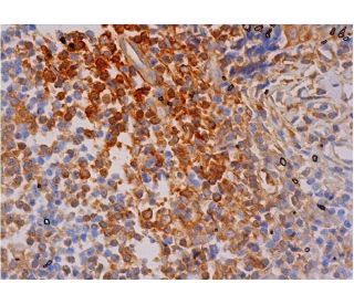 MAF1 Antibody (G-5) - Immunohistochemistry - Image 286372 