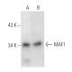MAF1 Antibody (H-2) - Western Blotting - Image 353667