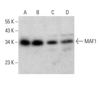 MAF1 Antibody (H-2) - Western Blotting - Image 382778 