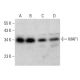 MAF1 Antibody (H-2) - Western Blotting - Image 382778 