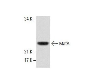 western blotting image from recommended MafA (F-6) monoclonal antibody replacement. Image 288502