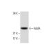 This polyclonal antibody has been discontinued. See our recommended <a href="mafa-antibody-f-6">MafA (F-6)</a> monoclonal antibody (sample data shown). western blotting image from recommended MafA (F-6) monoclonal antibody replacement. Image 288502