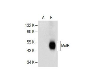 MafB Antibody (B-11) - Western Blotting - Image 155401