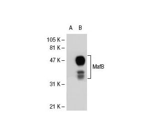 western blotting image from recommended MafB (F-11) monoclonal antibody replacement. Image 31794