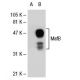 MafB (F-11): sc-74521. Western blot analysis of MafB expression in...