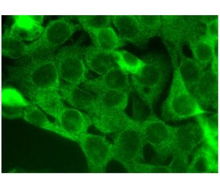 immunofluorescence image from recommended MAFbx (F-9) monoclonal antibody replacement. Image 295293