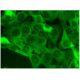immunofluorescence image from recommended MAFbx (F-9) monoclonal antibody replacement. Image 295293