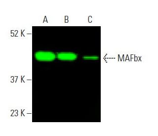 MAFbx Antibody (F-9) - Western Blotting - Image 396322Each CRISPR/Cas9 Knockout (KO) Plasmid product consists of a pool of 3 plasmids designed to ensure identification and cleavage of a specific gene for maximum knockout efficiency. Each plasmid encodes a unique 20 nt sequence derived from the GeCKO (v2) library.