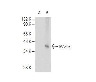 MAFbx (F-9): sc-166806. Western blot analysis of MAFbx expression in... 