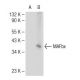 MAFbx (F-9): sc-166806. Western blot analysis of MAFbx expression in... 