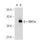 MAFbx (F-9): sc-166806. Western blot analysis of MAFbx expression in...