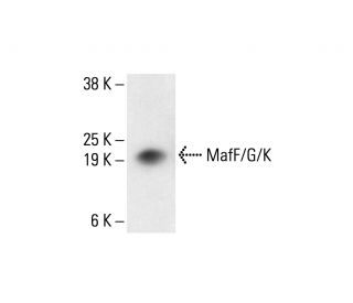 MafF/G/K Antibody (D-12) - Western Blotting - Image 412002The Double Nickase Plasmid features a U6 promoter for sgRNA expression, a 20 nt targeting sequence, and a gRNA scaffold to guide Cas9n. It includes a CBh promoter for Cas9n (D10A) and puromycin resistance, GFP for transfection verification, and nuclear localization signals (NLS). The 2A peptide allows co-expression of Cas9n and Puro from a single promoter, enabling precise genome editing with reduced off-target effects.