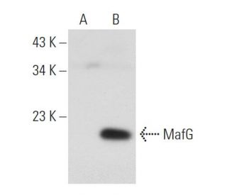 western blotting image from recommended MafF/G/K (D-12) monoclonal antibody replacement. Image 108802
