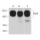 western blotting image from recommended MAG (A-11) monoclonal antibody replacement. Image 362367