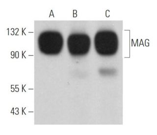 western blotting image from recommended MAG (A-11) monoclonal antibody replacement. Image 362367