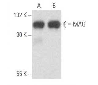 MAG Antibody (G-6) - Western Blotting - Image 356086