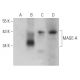 MAGE-A Antibody (A-1) - Western Blotting - Image 357318 