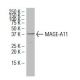 MAGE-A11 Antibody (YN-2) - Western Blotting - Image 34581