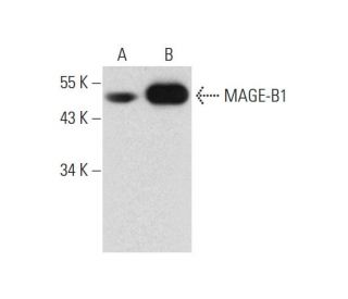MAGE-B1 Antibody (B-4) - Western Blotting - Image 127791 